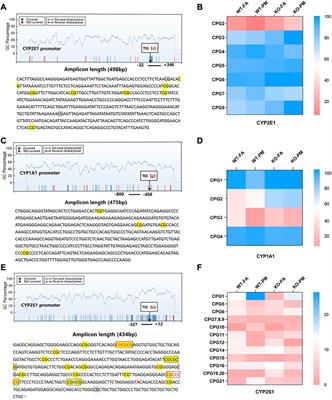 Nrf2−/− regulated lung DNA demethylation and CYP2E1 DNA methylation under PM2.5 exposure